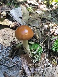 Amanita sect. Vaginatae image