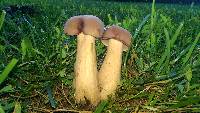 Tylopilus rubrobrunneus image