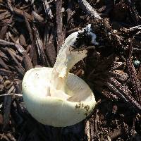 Agaricus auricolor image