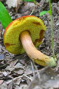 Boletus harrisonii image