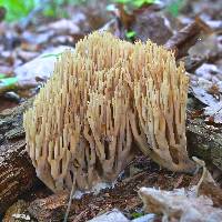 Ramaria stricta image