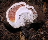 Battarrea phalloides image