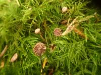 Marasmius pallidocephalus image