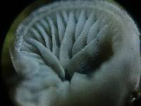 Resupinatus applicatus image