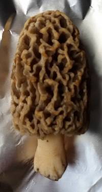 Morchella ulmaria image