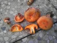 Lactarius salmonicolor image