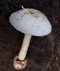 Amanita mutabilis image