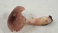 Lepiota decorata image