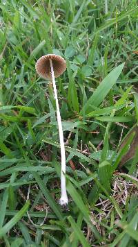 Conocybe apala image