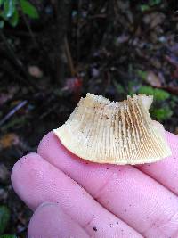 Hypholoma capnoides image