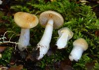 Cortinarius vitreopileatus image