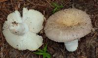 Russula crustosa image