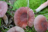 Russula uncialis image