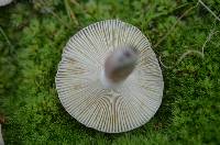 Russula uncialis image