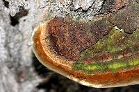 Phellinus robiniae image