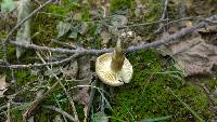 Lactarius gerardii image