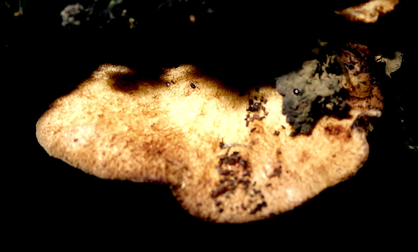 Boletinellus exiguus image