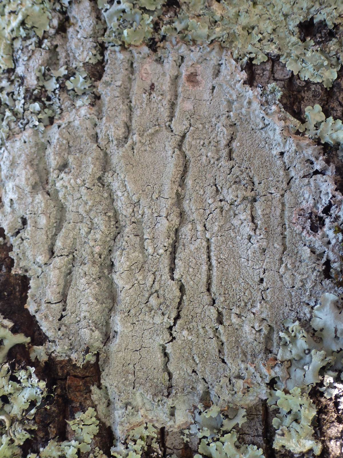 Buellia griseovirens image
