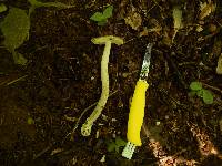 Amanita sect. Vaginatae image