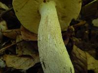 Boletus nobilis image