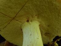 Boletus nobilis image