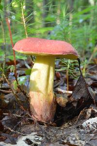 Boletus roodyi image