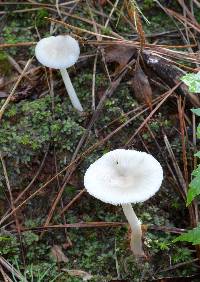 Amanita farinosa image