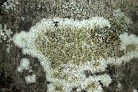 Lecanora strobilina image