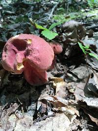 Boletus pallidoroseus image