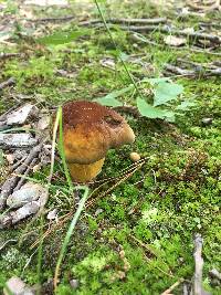 Boletus auripes image