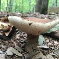 Tylopilus variobrunneus image