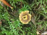 Craterellus olivaceus image