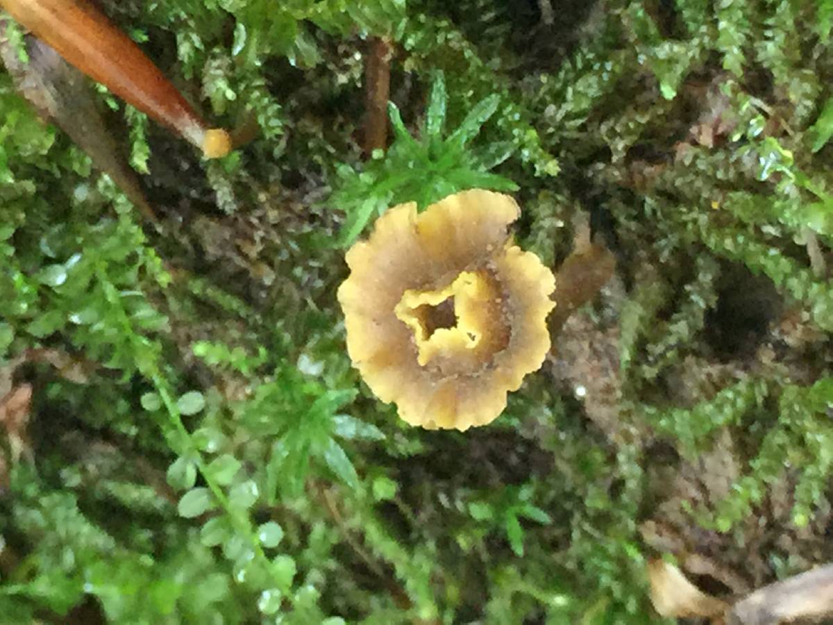 Craterellus olivaceus image