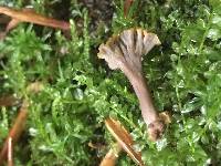 Craterellus olivaceus image