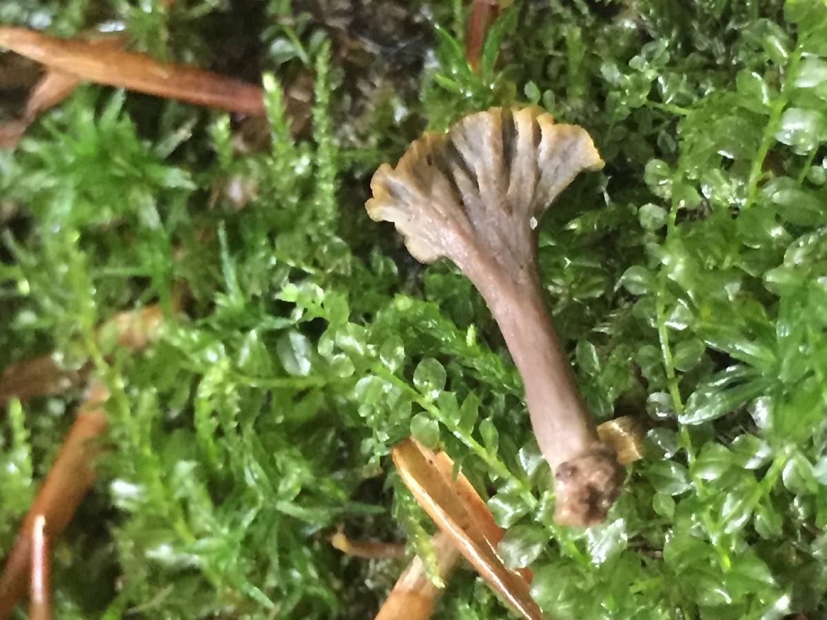 Craterellus olivaceus image