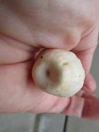 Clitocybe eccentrica image