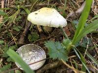 Agaricus auricolor image