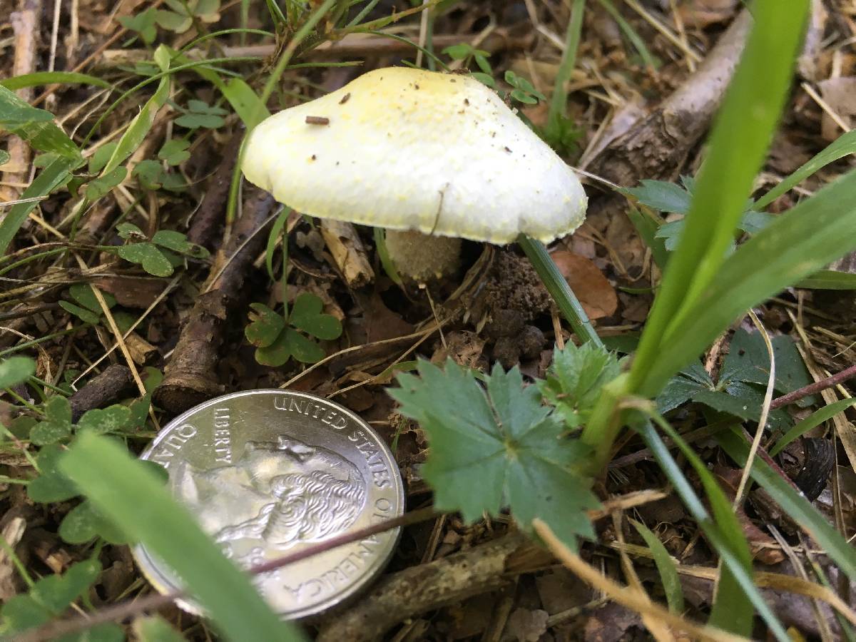 Agaricus auricolor image