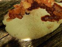 Piptoporus quercinus image