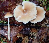 Entoloma strictius image