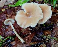 Entoloma strictius image