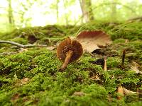 Coltricia cinnamomea image
