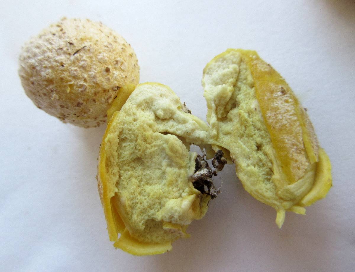 Bovista longispora image