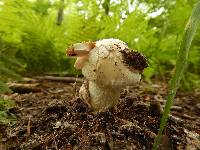 Amanita whetstoneae image