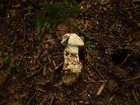 Amanita whetstoneae image