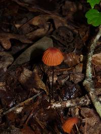 Marasmius siccus image