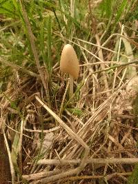 Conocybe apala image