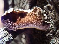Trichaptum abietinum image