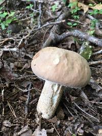 Boletus variipes image