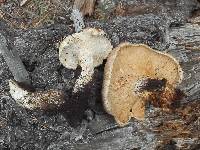Neolentinus ponderosus image